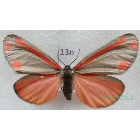 Tyria jacobaeae (Linnaeus, 1758) Czech13n